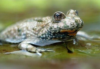 BUITEN BEELD Foto: 127252
