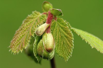 BUITEN BEELD Foto: 127284