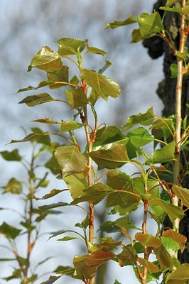 BUITEN BEELD Foto: 127302
