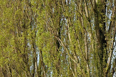 BUITEN BEELD Foto: 127304