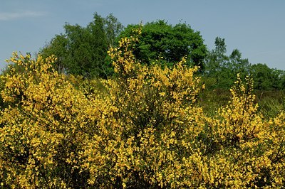 BUITEN BEELD Foto: 127379