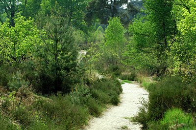 BUITEN BEELD Foto: 127400