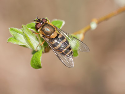 BUITEN BEELD Foto: 127422