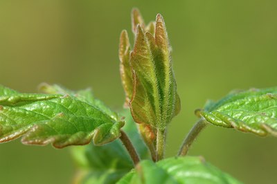 BUITEN BEELD Foto: 127433