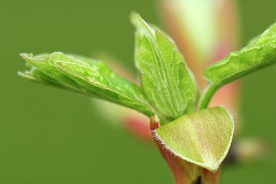 BUITEN BEELD Foto: 127441