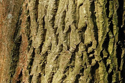 BUITEN BEELD Foto: 127451
