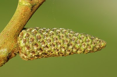 BUITEN BEELD Foto: 127460