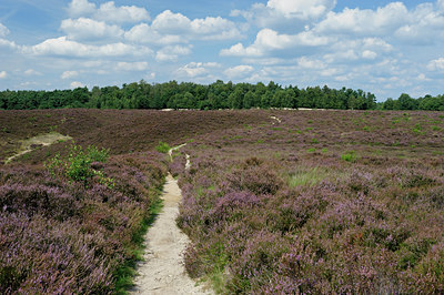 BUITEN BEELD Foto: 127503