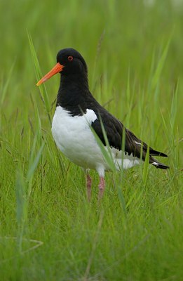 BUITEN BEELD Foto: 127515