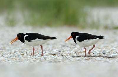 BUITEN BEELD Foto: 127519