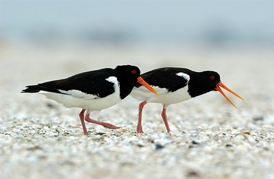 BUITEN BEELD Foto: 127521