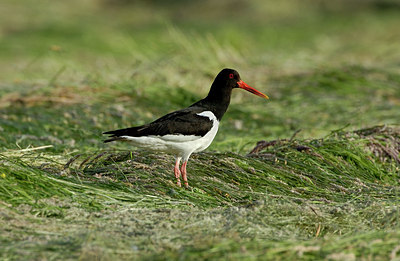 BUITEN BEELD Foto: 127530