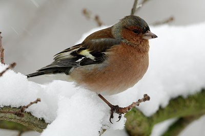 BUITEN BEELD Foto: 127538