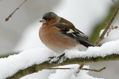 BUITEN BEELD Foto: 127540