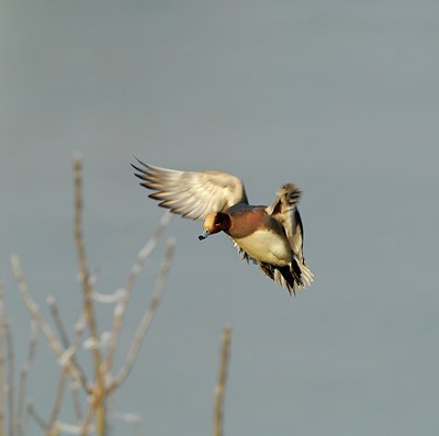BUITEN BEELD Foto: 127541