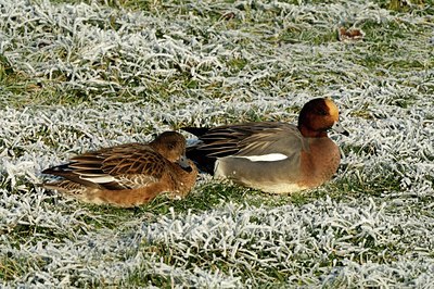 BUITEN BEELD Foto: 127543