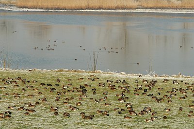 BUITEN BEELD Foto: 127546