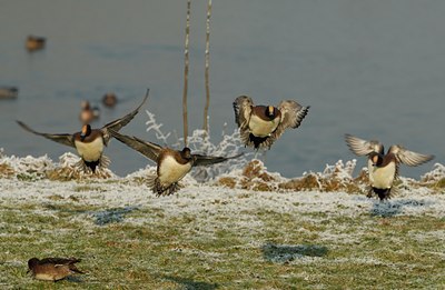 BUITEN BEELD Foto: 127549