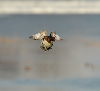 BUITEN BEELD Foto: 127552