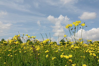 BUITEN BEELD Foto: 127567