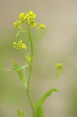 BUITEN BEELD Foto: 127571