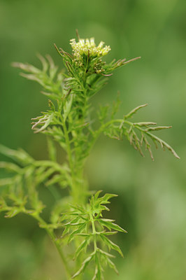 BUITEN BEELD Foto: 127579