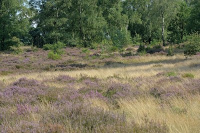 BUITEN BEELD Foto: 127585