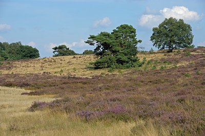 BUITEN BEELD Foto: 127590