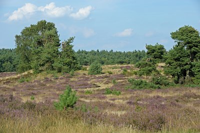 BUITEN BEELD Foto: 127591