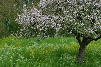 BUITEN BEELD Foto: 127654