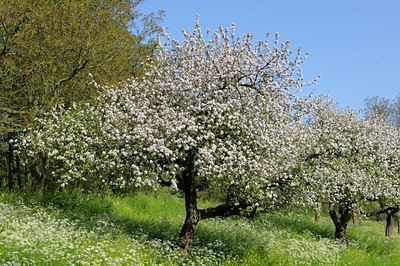 BUITEN BEELD Foto: 127655
