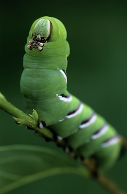 BUITEN BEELD Foto: 127670