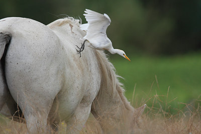 BUITEN BEELD Foto: 127691