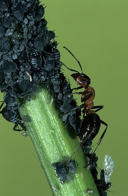 BUITEN BEELD Foto: 127694