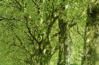 BUITEN BEELD Foto: 127710