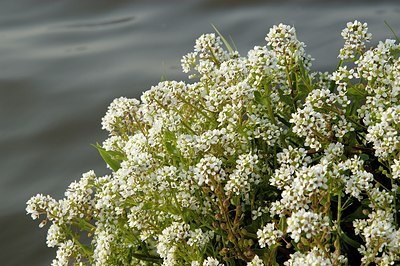 BUITEN BEELD Foto: 127762