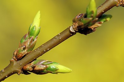 BUITEN BEELD Foto: 127768