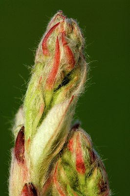 BUITEN BEELD Foto: 127775