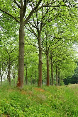 BUITEN BEELD Foto: 127814