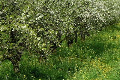 BUITEN BEELD Foto: 127835