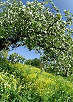 BUITEN BEELD Foto: 127846