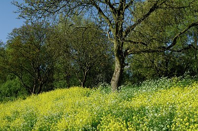 BUITEN BEELD Foto: 127849