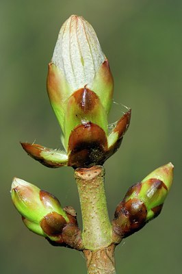 BUITEN BEELD Foto: 127864
