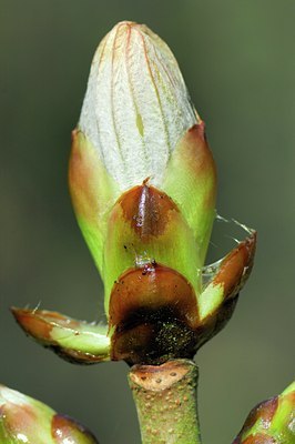 BUITEN BEELD Foto: 127865