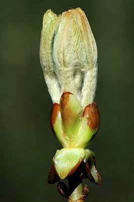 BUITEN BEELD Foto: 127866