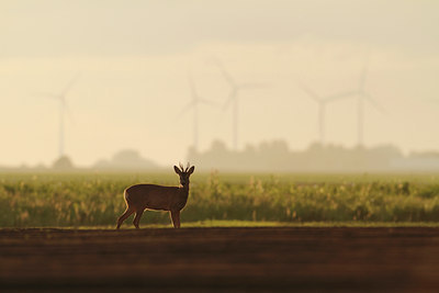 BUITEN BEELD Foto: 127880