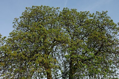 BUITEN BEELD Foto: 127885