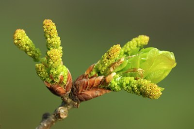 BUITEN BEELD Foto: 127886
