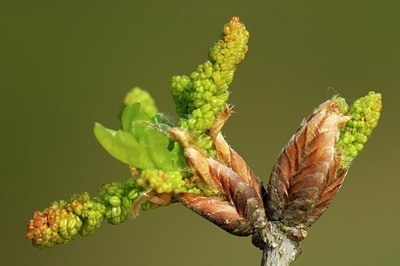 BUITEN BEELD Foto: 127887