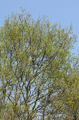 BUITEN BEELD Foto: 127894
